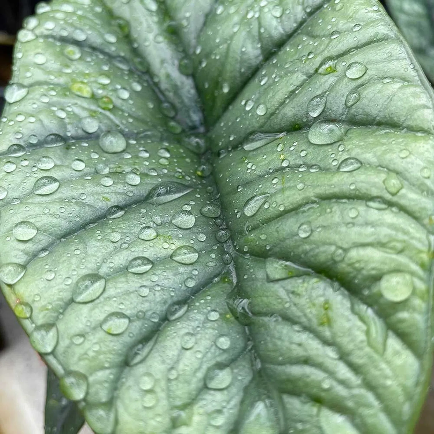 20 - 40cm Alocasia Platinum Elephant Ear 10.5cm Pot House Plant