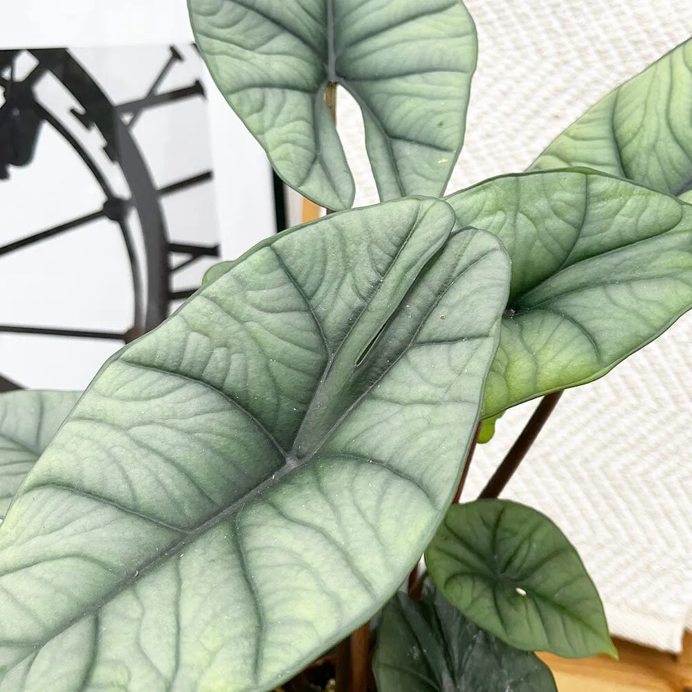 20 - 40cm Alocasia Platinum Elephant Ear 10.5cm Pot House Plant