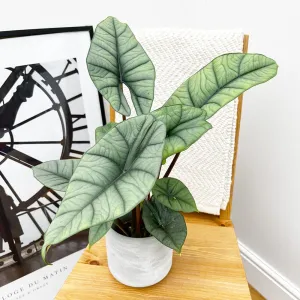 20 - 40cm Alocasia Platinum Elephant Ear 10.5cm Pot House Plant