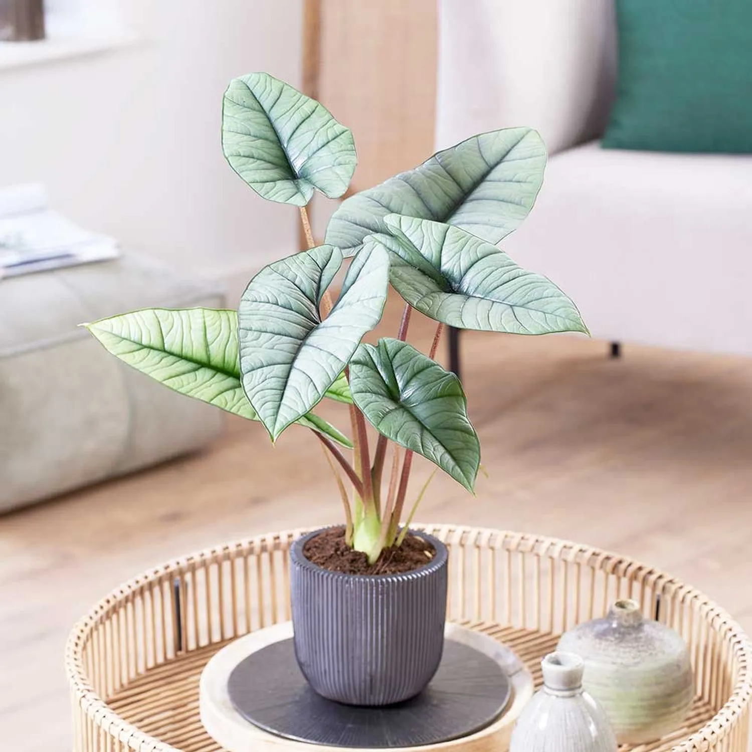 20 - 40cm Alocasia Platinum Elephant Ear 10.5cm Pot House Plant