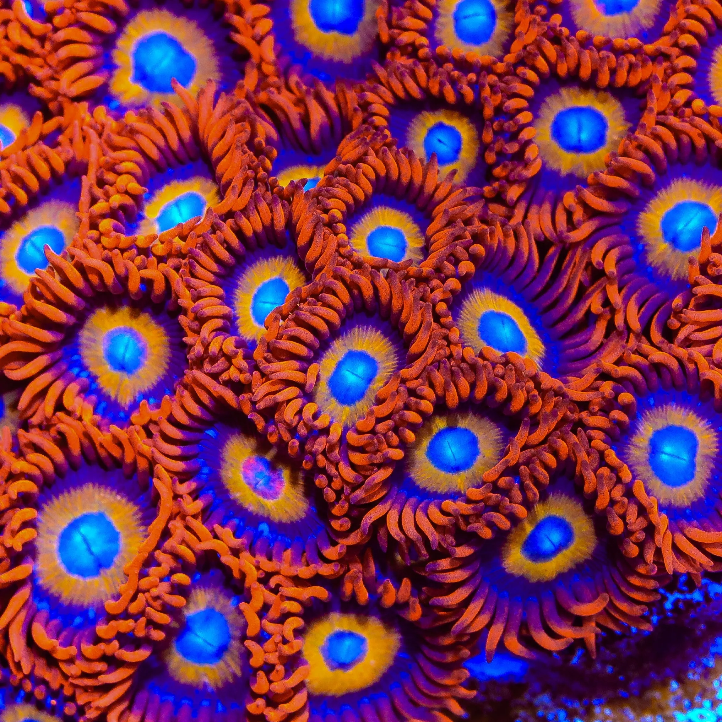 Blue Eyed Blondie Zoanthids Coral