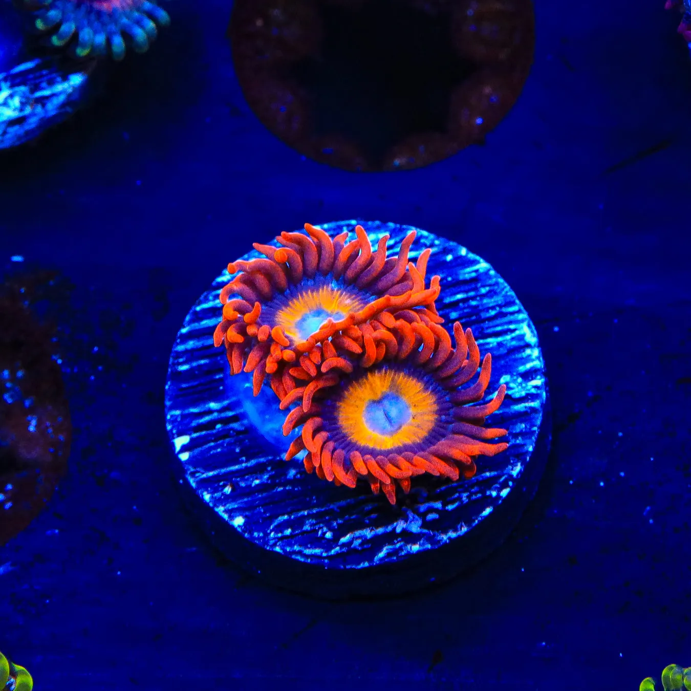 Blue Eyed Blondie Zoanthids Coral