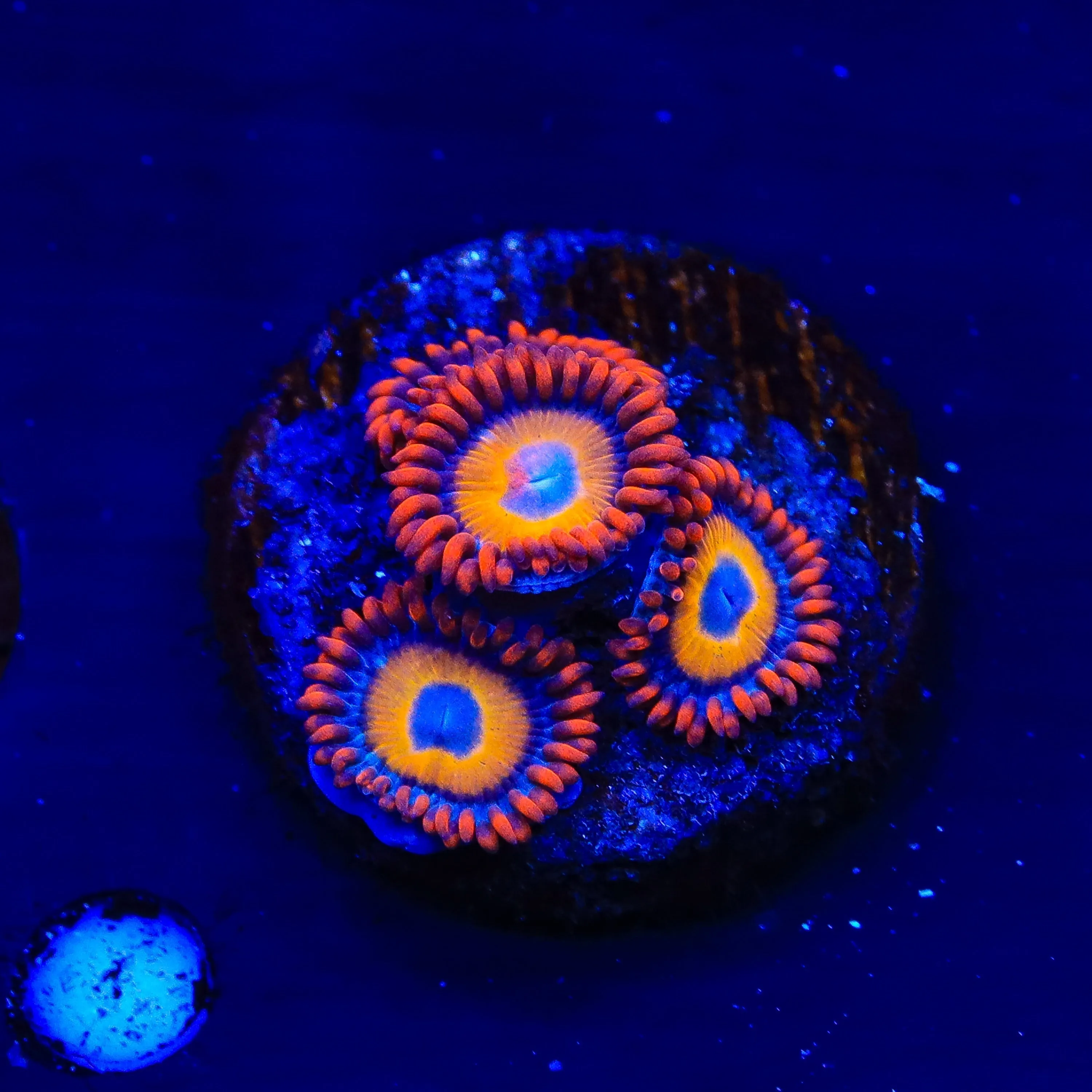 Blue Eyed Blondie Zoanthids Coral