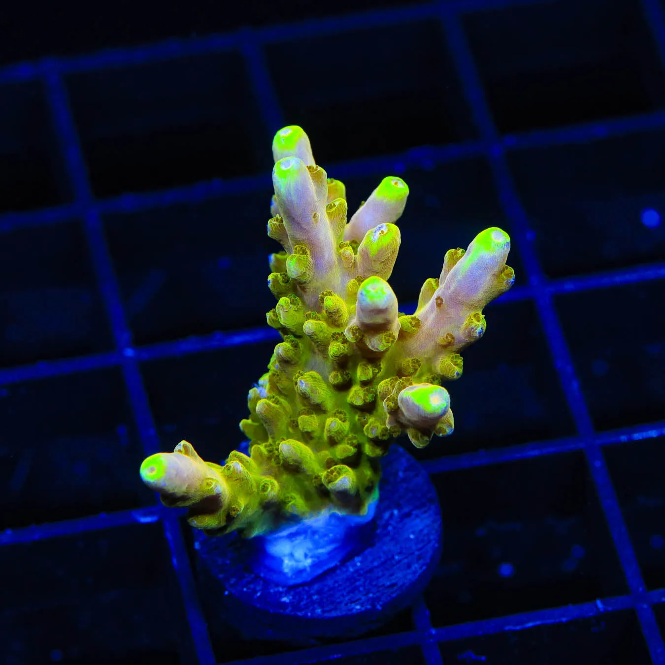 CB Golden Jawdropper XXL Acropora Coral