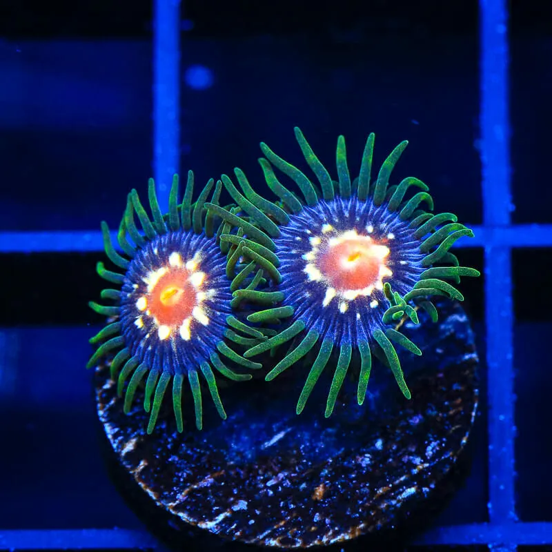 Daisy Cutter Zoanthids Coral