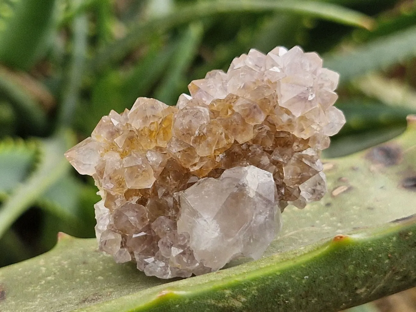 Natural Small Mixed Spirit Quartz Specimens x 35 From Boekenhouthoek, South Africa