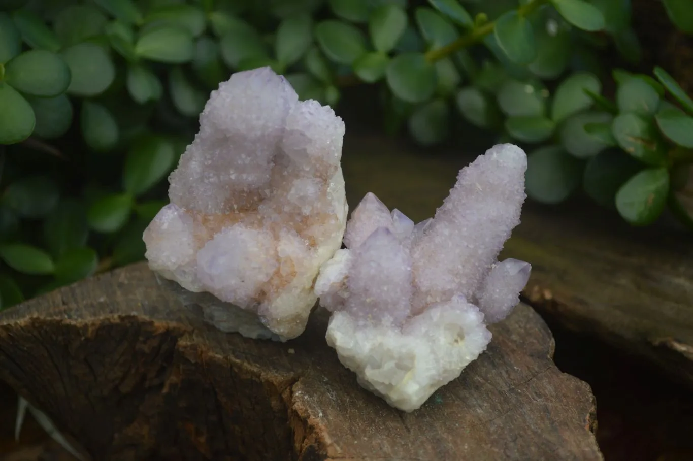 Natural Spirit Amethyst Cactus Quartz Clusters x 12 From Boekenhouthoek, South Africa