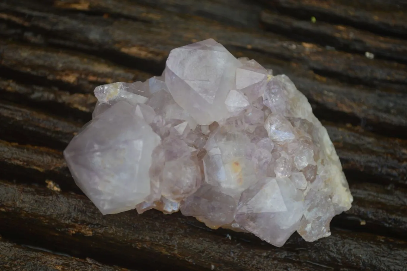 Natural Spirit Amethyst Cactus Quartz Clusters x 12 From Boekenhouthoek, South Africa