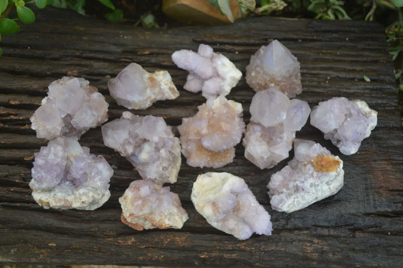 Natural Spirit Amethyst Cactus Quartz Clusters x 12 From Boekenhouthoek, South Africa