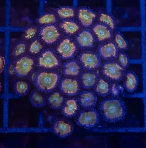 Peteroglyph Zoa