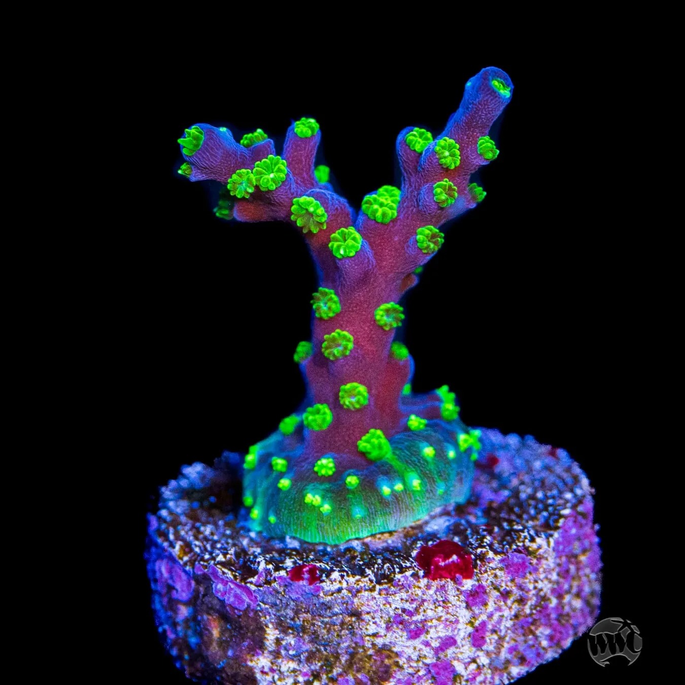 RR Black Sabbath Acropora