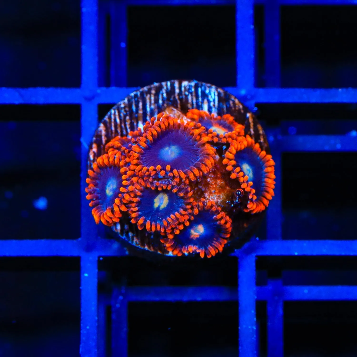 Time Warp Zoanthids Coral