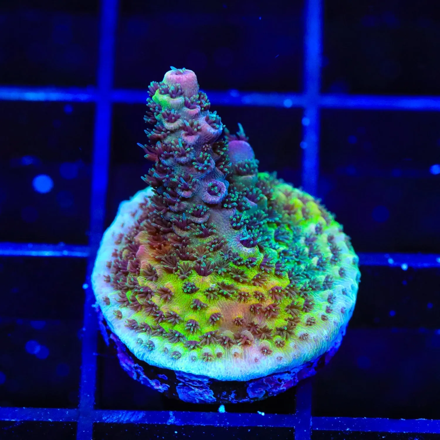 TSA Atomic Sam Acropora Coral