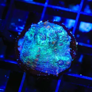 TSA Blue Sunshine Chalice Coral