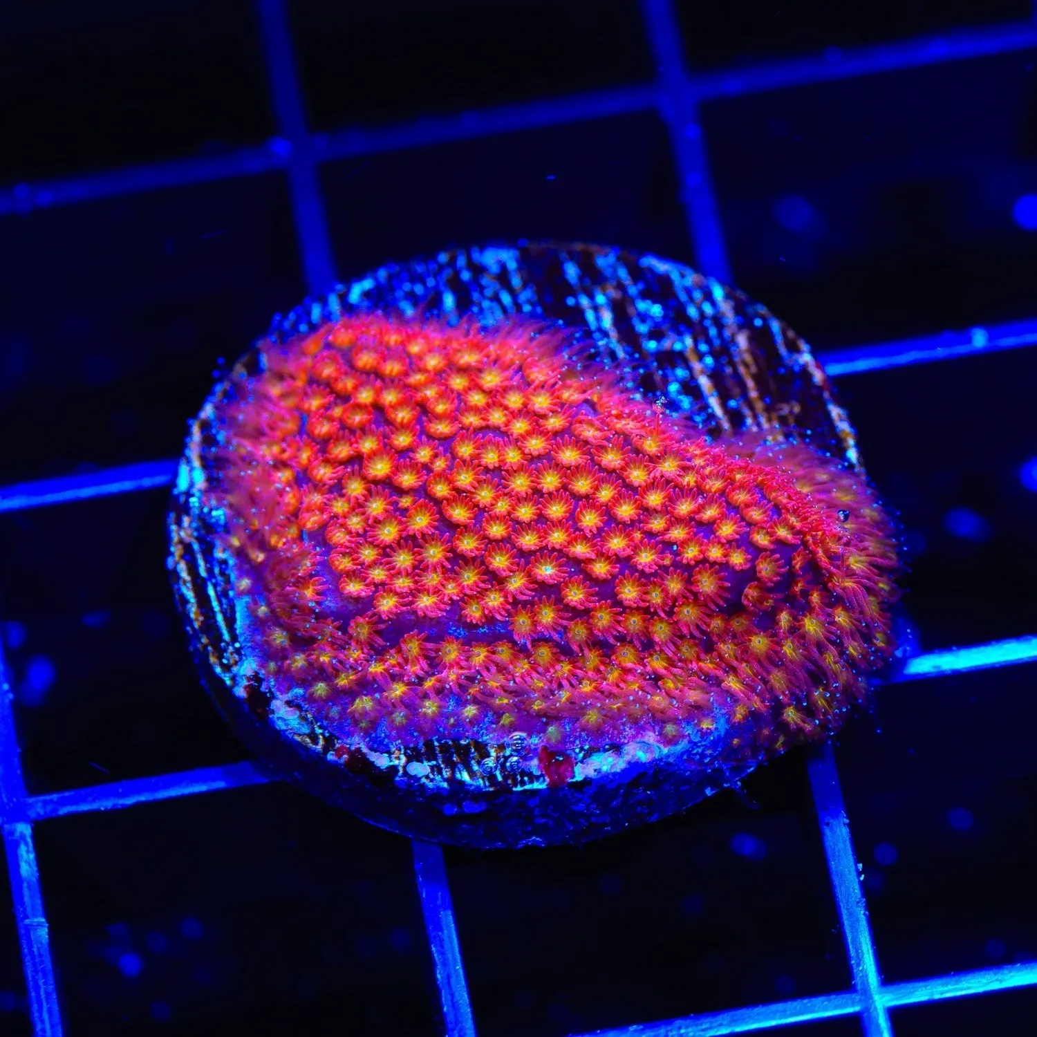 TSA Calcifer Stylocoeniella Coral