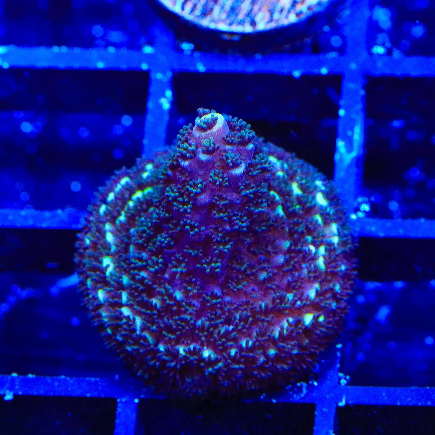 TSA Chromatic Spathulata Acropora Coral