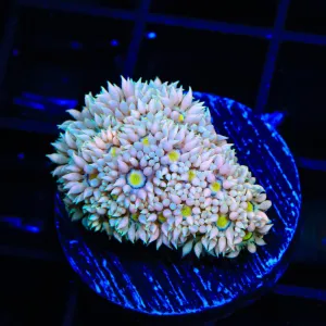 TSA Lost Love Goniopora Coral