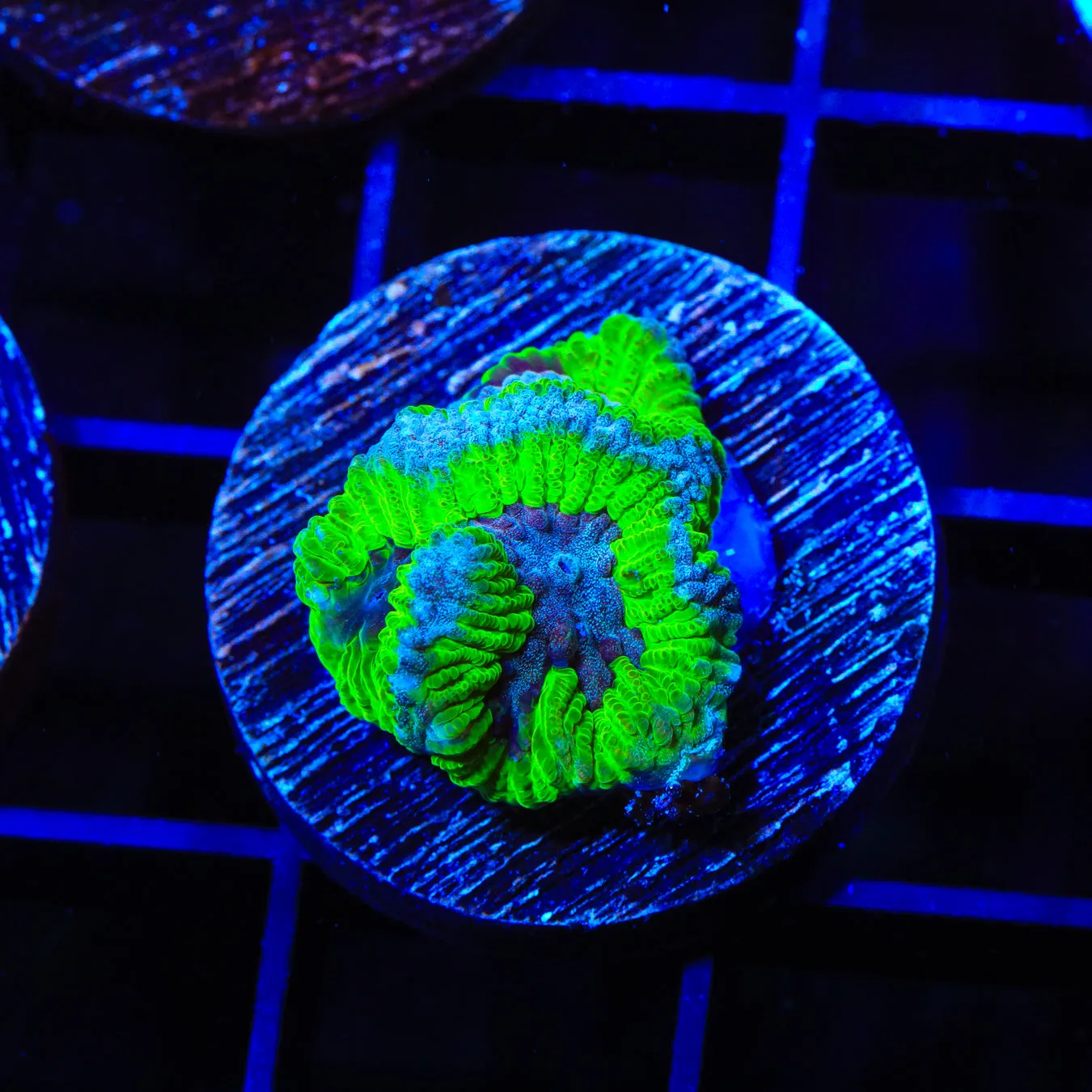 TSA Sour Crystal Favia Coral