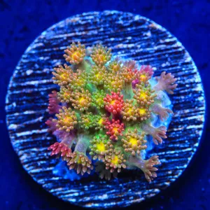 TSA Sprinkles Grafted Goniopora Coral