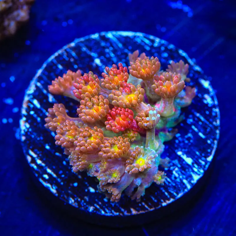 TSA Sprinkles Grafted Goniopora Coral