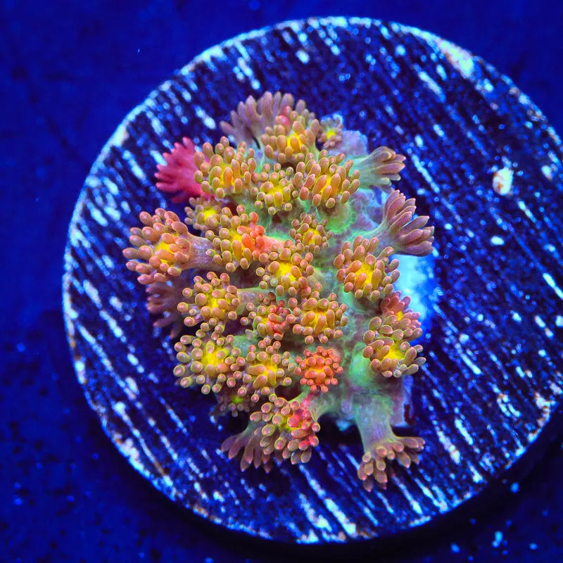 TSA Sprinkles Grafted Goniopora Coral