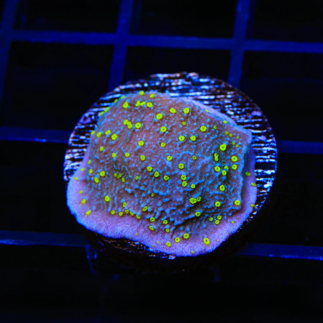 TSA Starry Night Montipora Coral