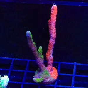 WWC Contraband Grafted Digitata Montipora Coral Colony