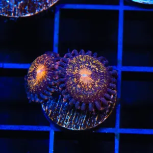 WWC Pandoras Zoanthids Coral