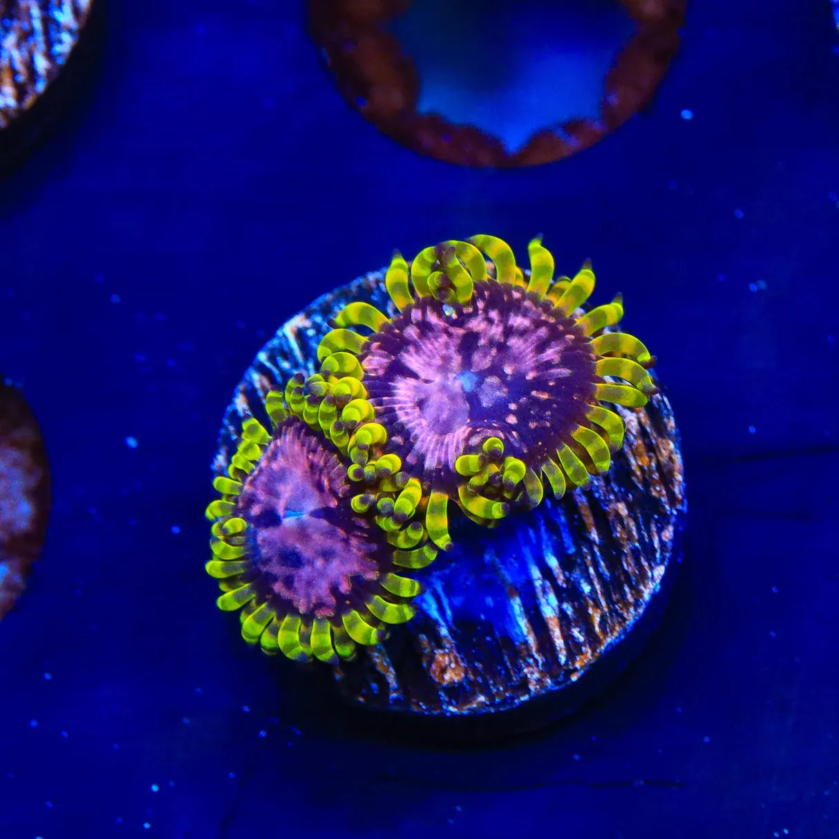 WWC Purple Monsters Zoanthids Coral