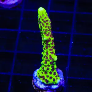 WWC Slimeball Spongodes Montipora Coral